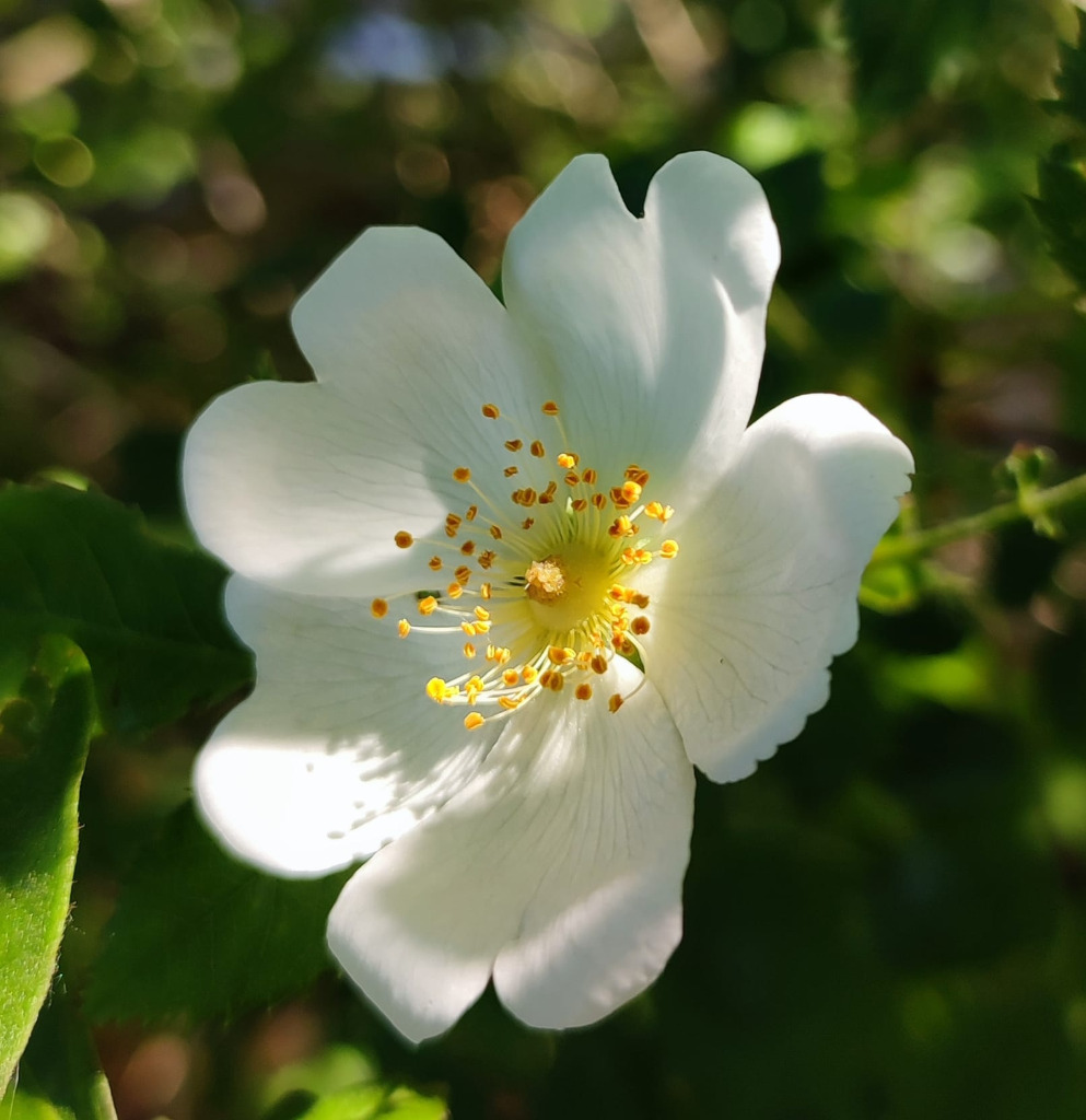 photo activite Béatrice Degez