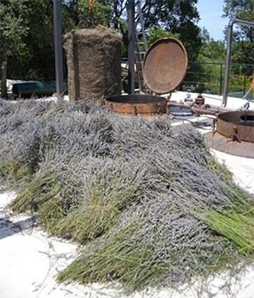 photo activite Alain Bien Etre