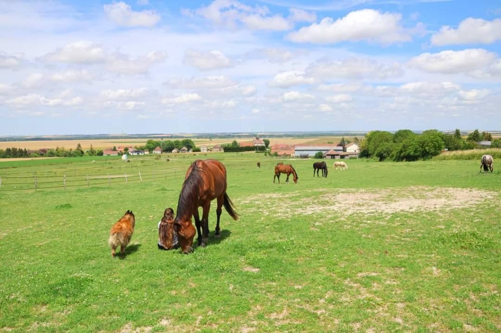 photo cabinet CHARLOTTE MASSERON