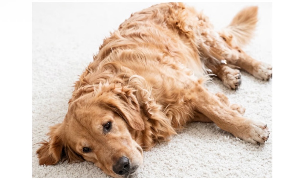 photo portrait Annie Martins - Magnétiseuse - Guérisseuse