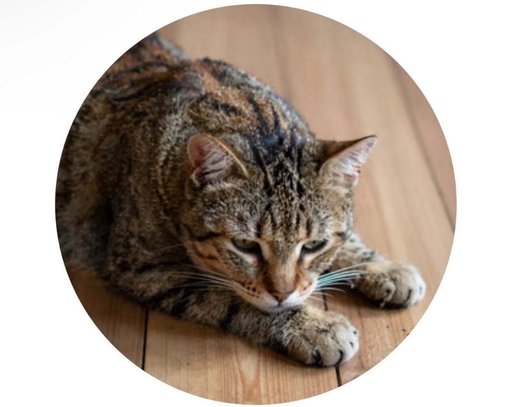 photo seance Annie Martins - Magnétiseuse - Guérisseuse ✨