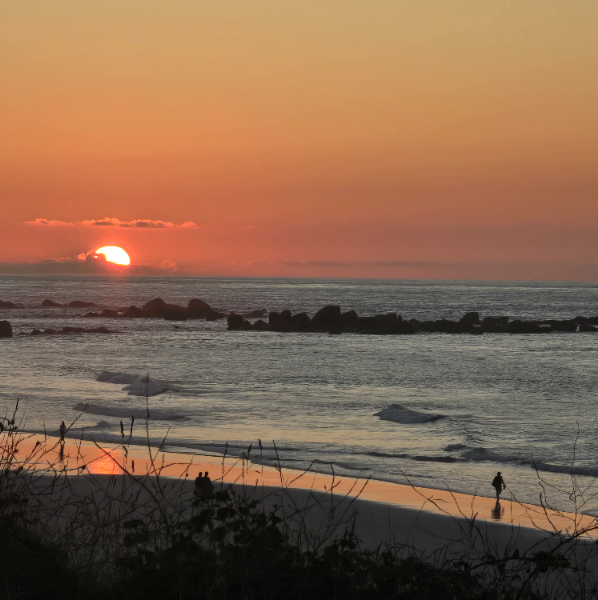Françoise GADY Cabinet de la forêt 