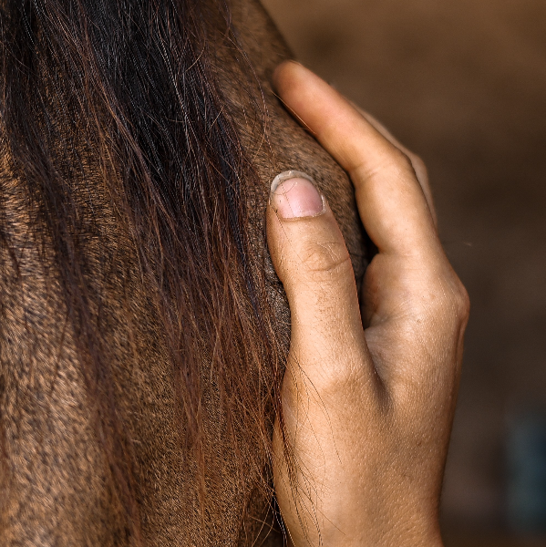 Ros’Âme - Elise Gautron 