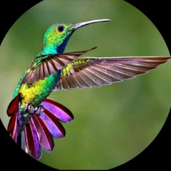 COCO GHISLAINE PSYCHOLOGUE