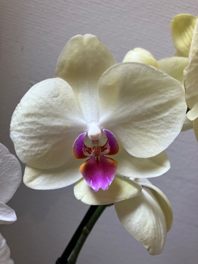 photo seance Lucienne Rose