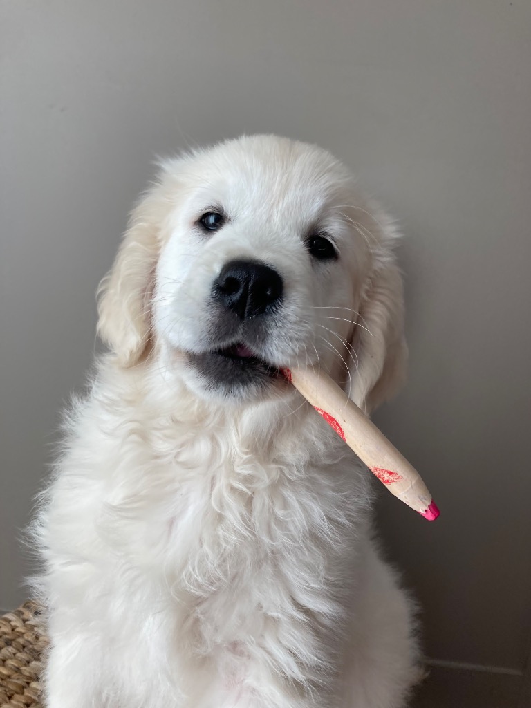 photo activite La Salsa du Crayon