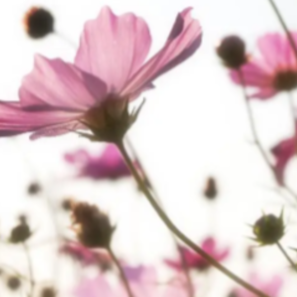 L.M le bien être de soi