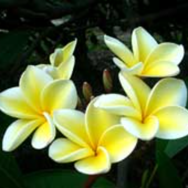 Centre Mas-Lanka Ayurveda