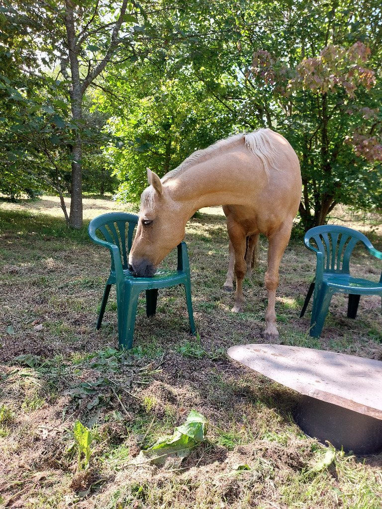 photo cabinet EquiSuisJe - Centre de Ressourcement et Transition