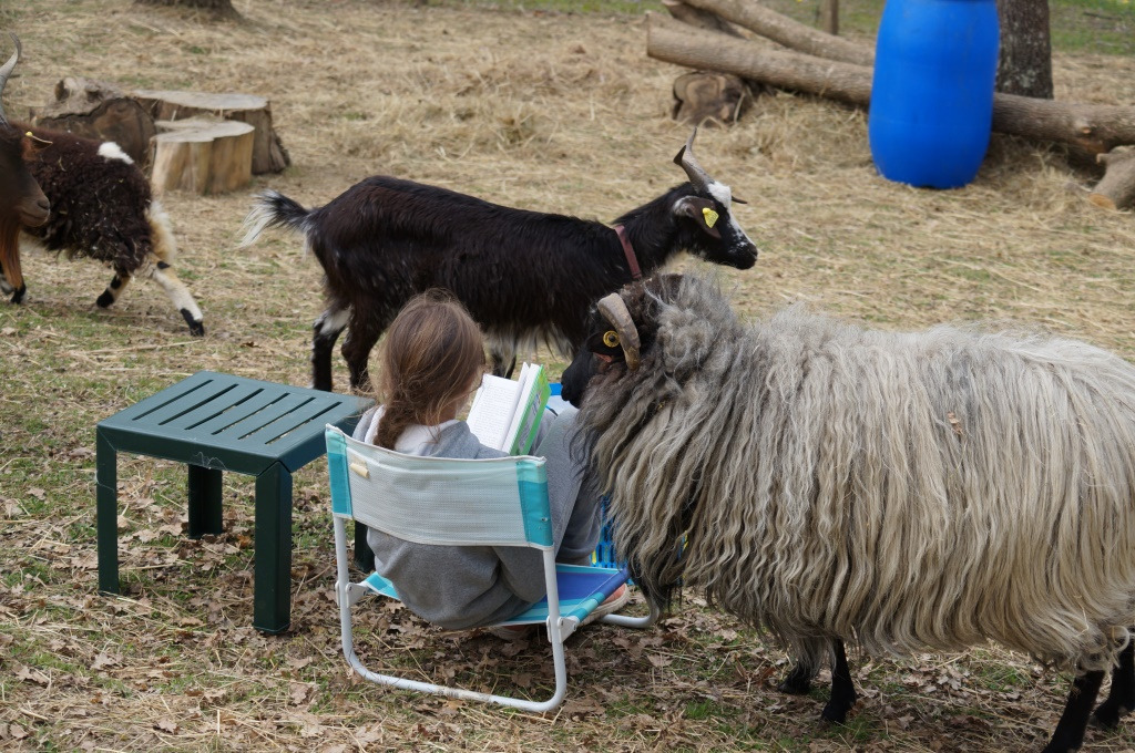 photo cabinet Valérie Ferrand Médiation animale