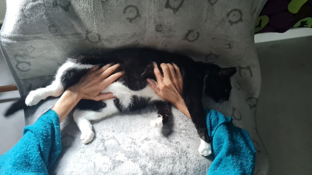 photo activite Hélène-Alice MONACELLI HABRAN 