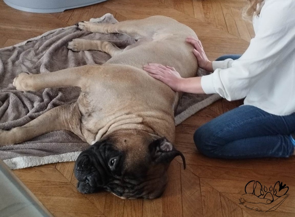 photo activite Souffle Animal Shiatsu - Amandine Laloup