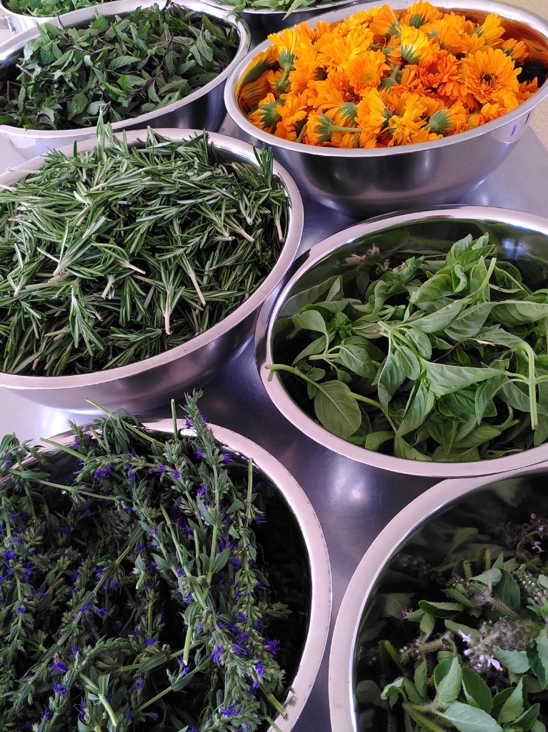 photo activite Meri Réale 