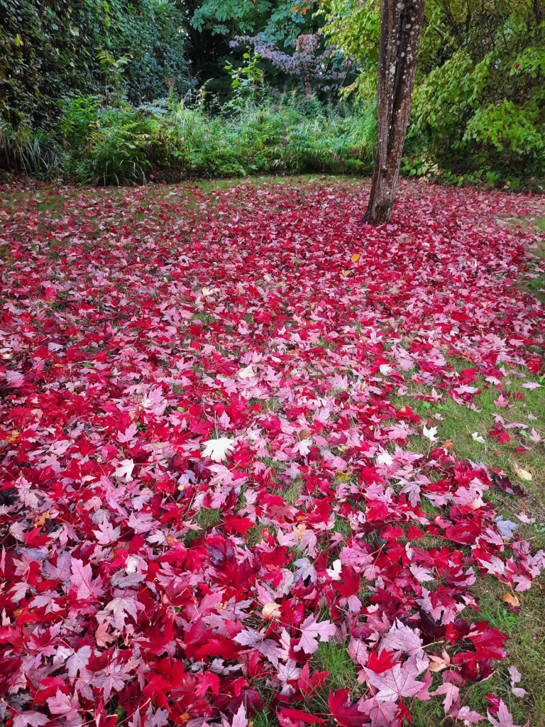 photo activite Anne Muller