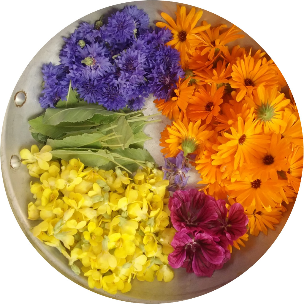 photo activite Delphine Fazan