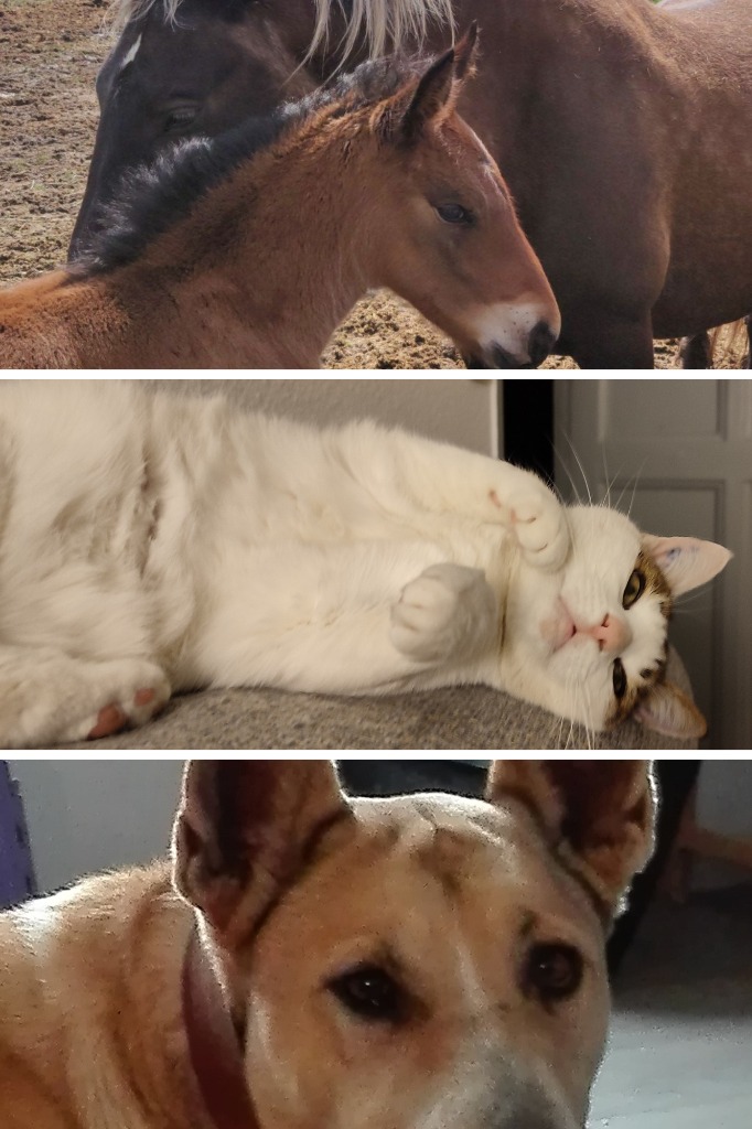 photo portrait Nathalie Campredon