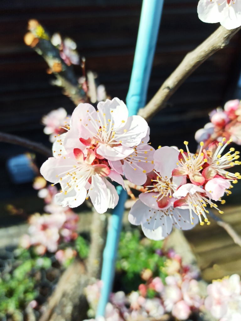 photo activite AromaLyd