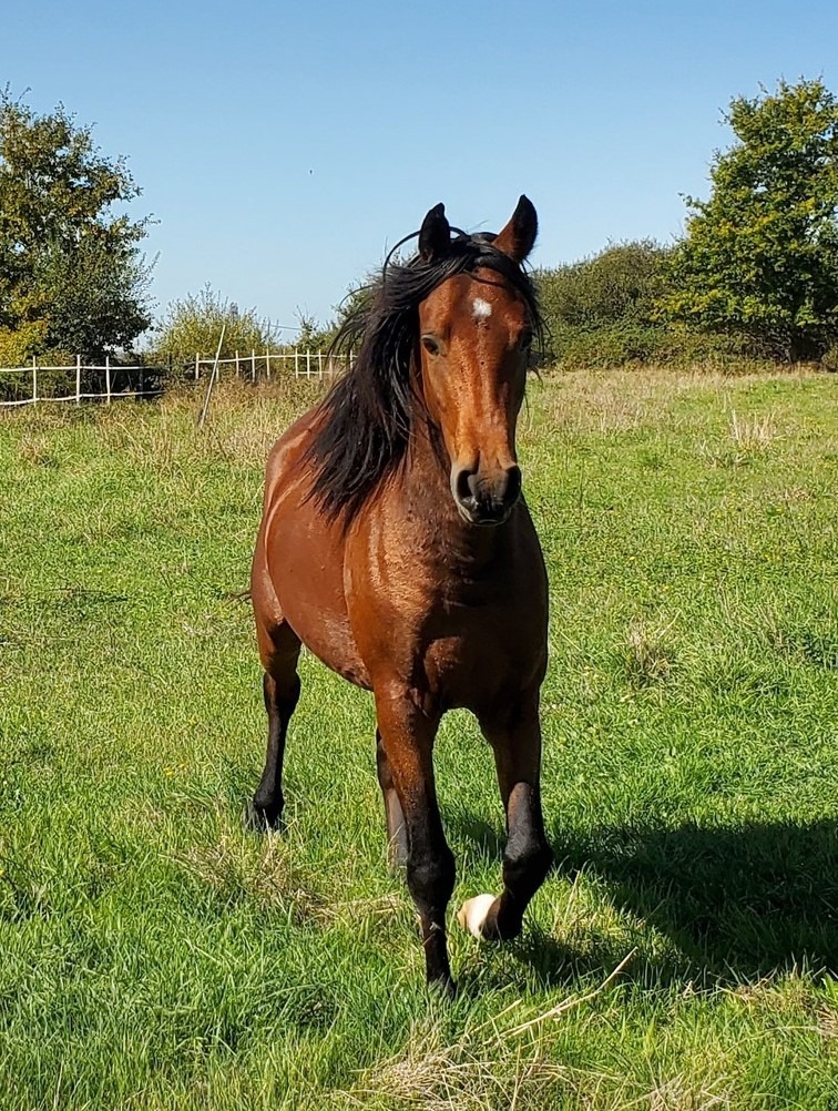 photo cabinet Le jardin des licornes