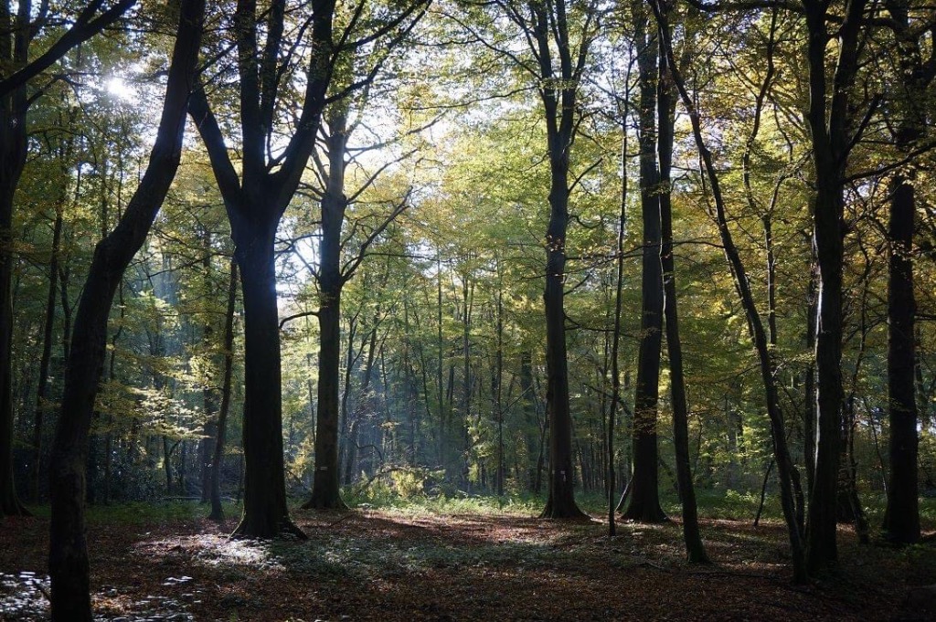 photo cabinet Aurélie - La Vitamine Verte