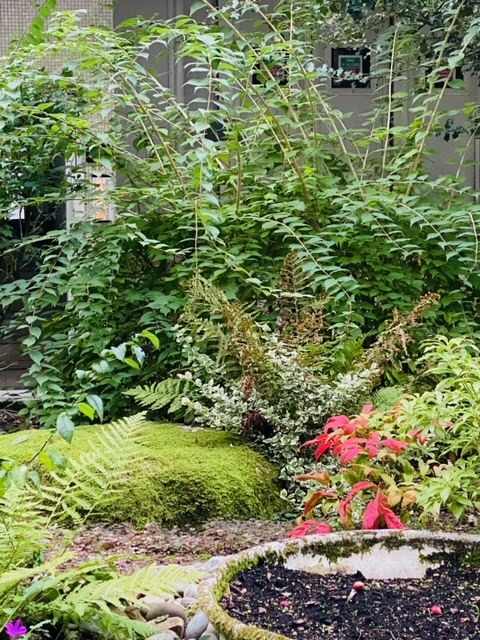 photo portrait Danielle EMMANUEL  "Des Mots, des Images & Vous"