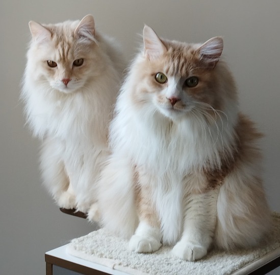 photo portrait Isabelle Gomez