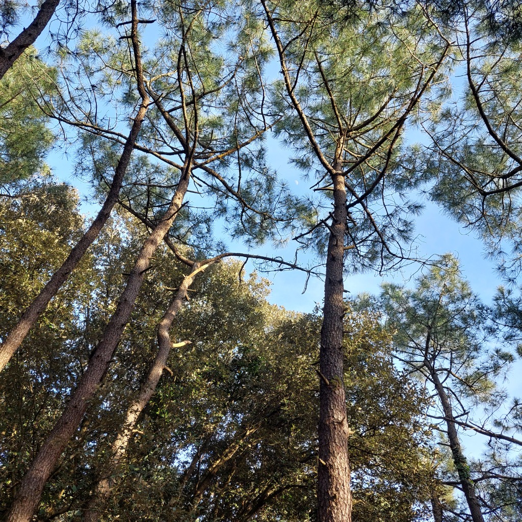 photo cabinet LES VOYAGES D’AUR