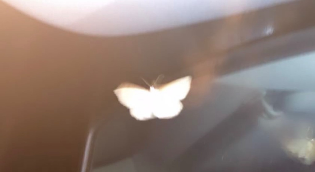 photo portrait Meily Alfonsi