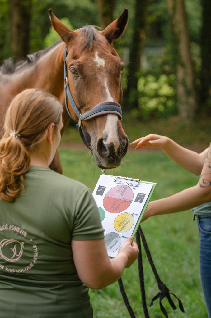 photo activite Chloé Poitevin Shiatsu Equin