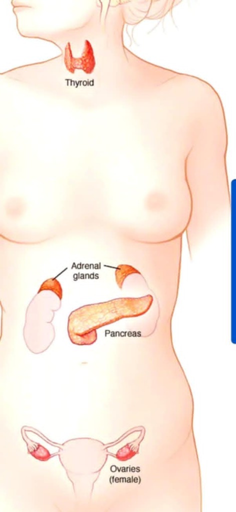 photo cabinet Eva Matesanz 