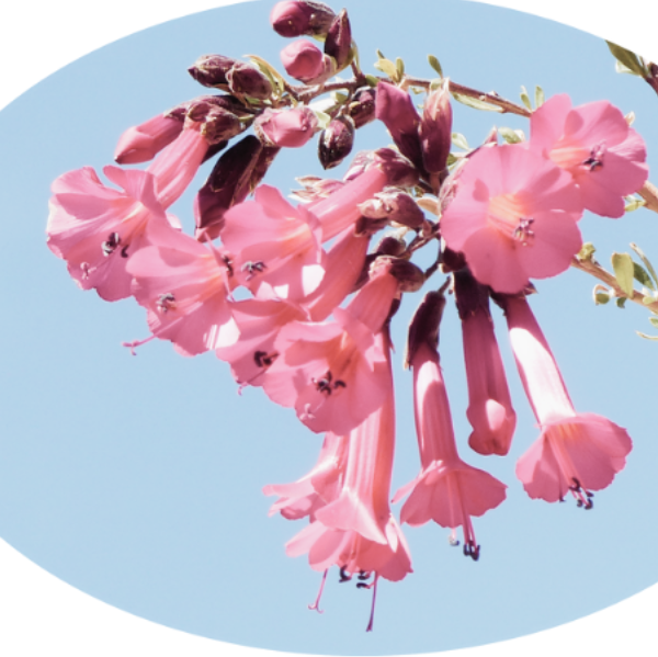 Laurène Nouvellon - Massage ayurvédique