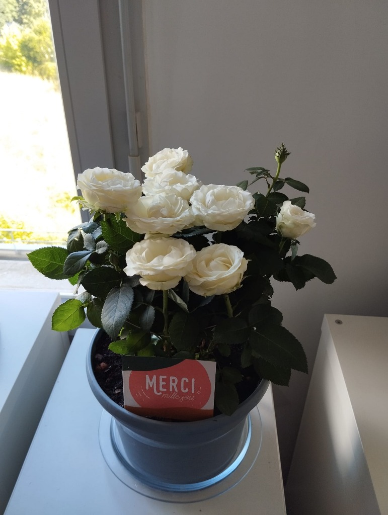 photo activite Chunlei SHAN