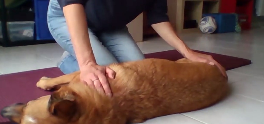 photo seance Ode aux Animaux