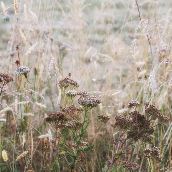 Le Cabinet de La Plaine
