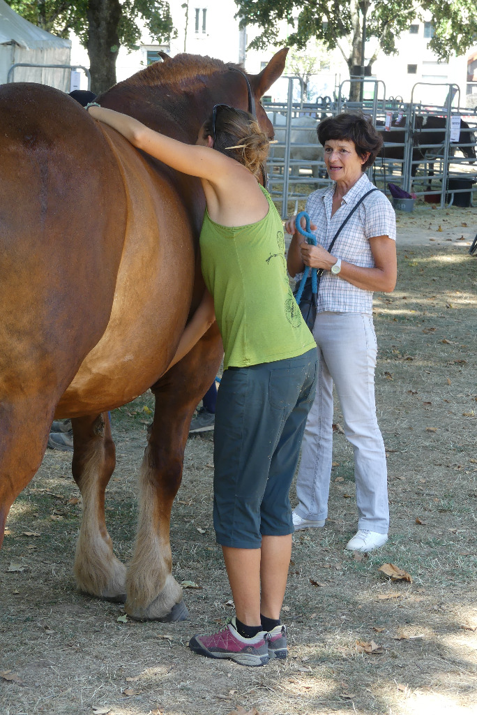 photo activite Chris Soin énergétique Equin