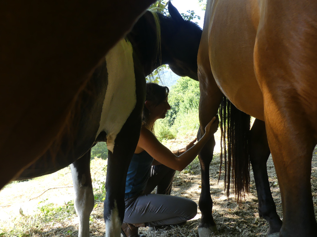 photo seance Chris Soin énergétique Equin