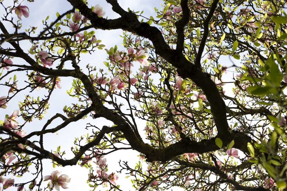 photo cabinet Isabelle DUBOIS - LE HERON