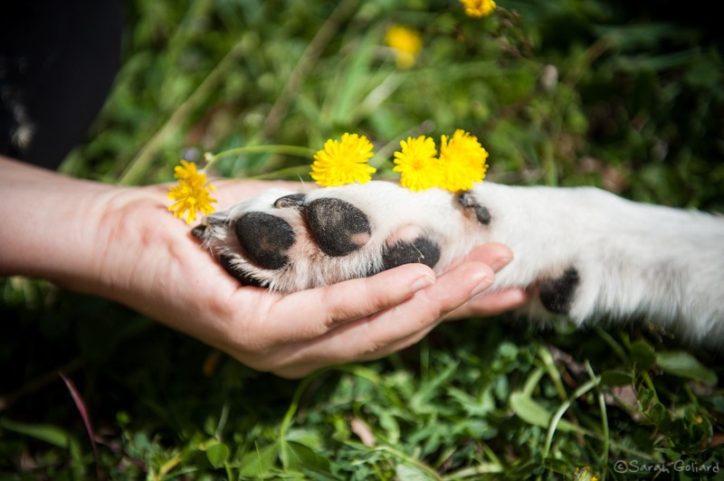 photo diplome Gilbert Paola