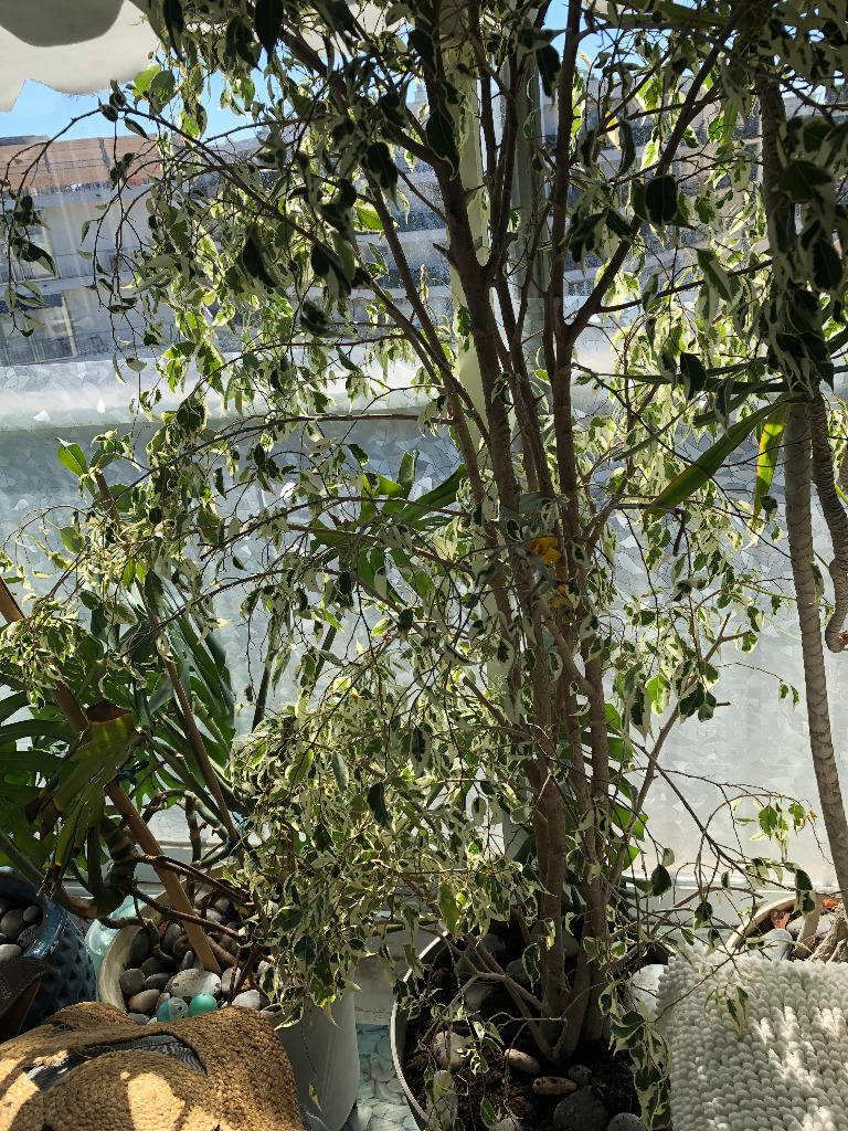 photo cabinet SINGER