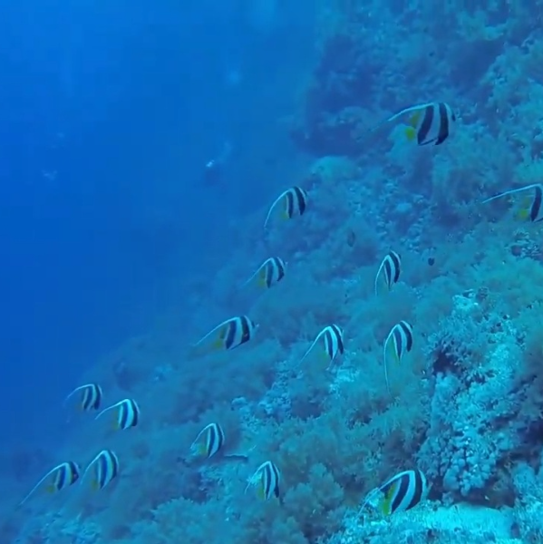 Angélique Bironneau