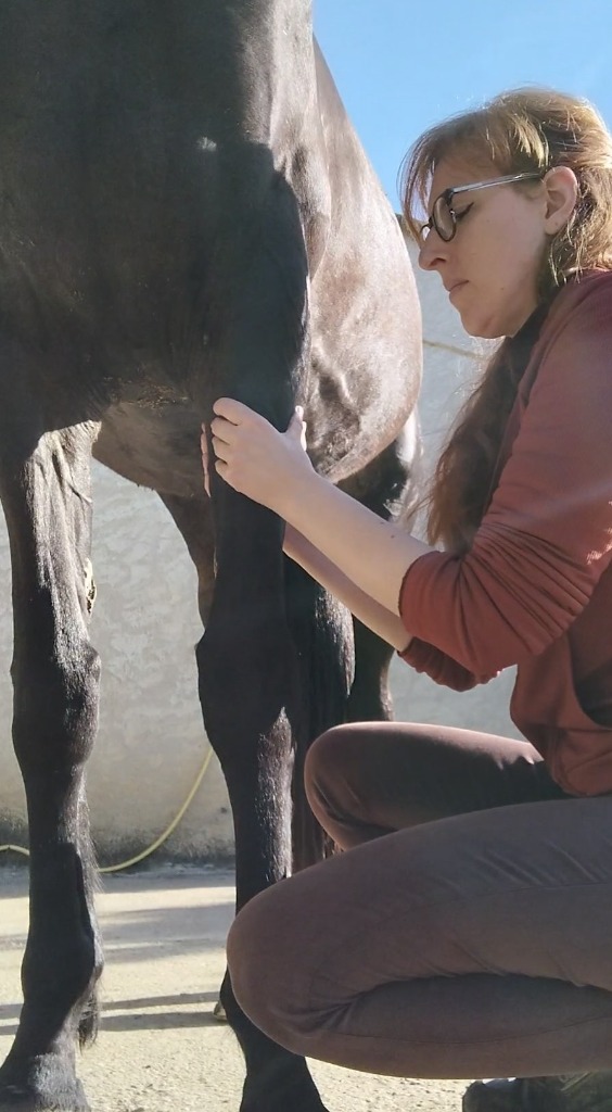 photo activite OPHRAYA - Shiatsu équin, naturopathie animale
