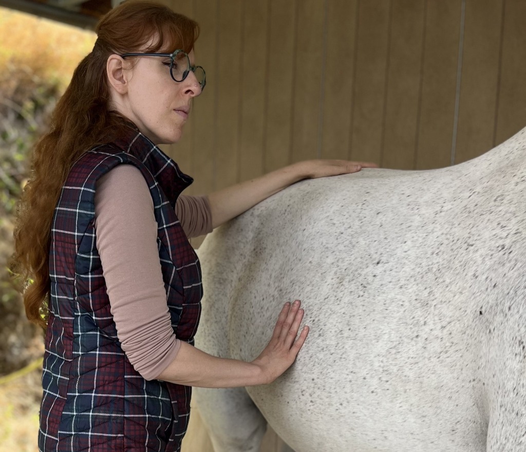photo seance OPHRAYA - Shiatsu équin, naturopathie animale