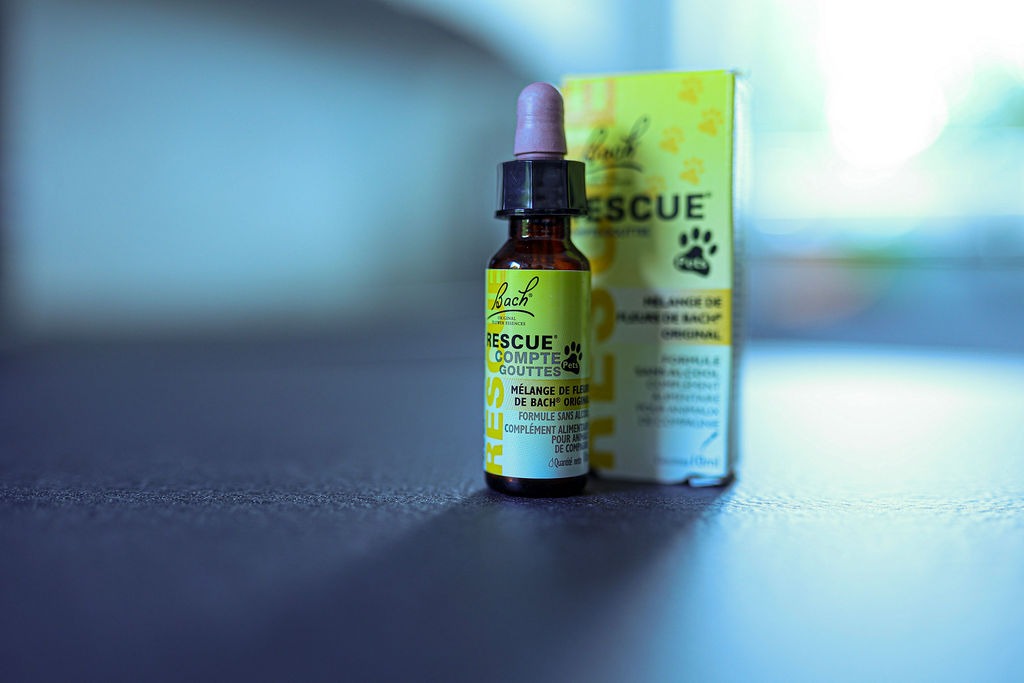 photo activite Valerie Wittenberg