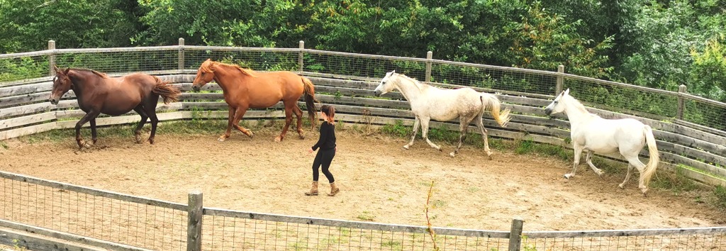 photo cabinet EL Equithérapie 