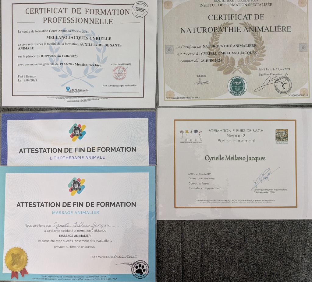 photo diplome Pat-tate.fr