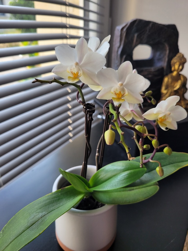 photo cabinet Sylvie Pelhâtre