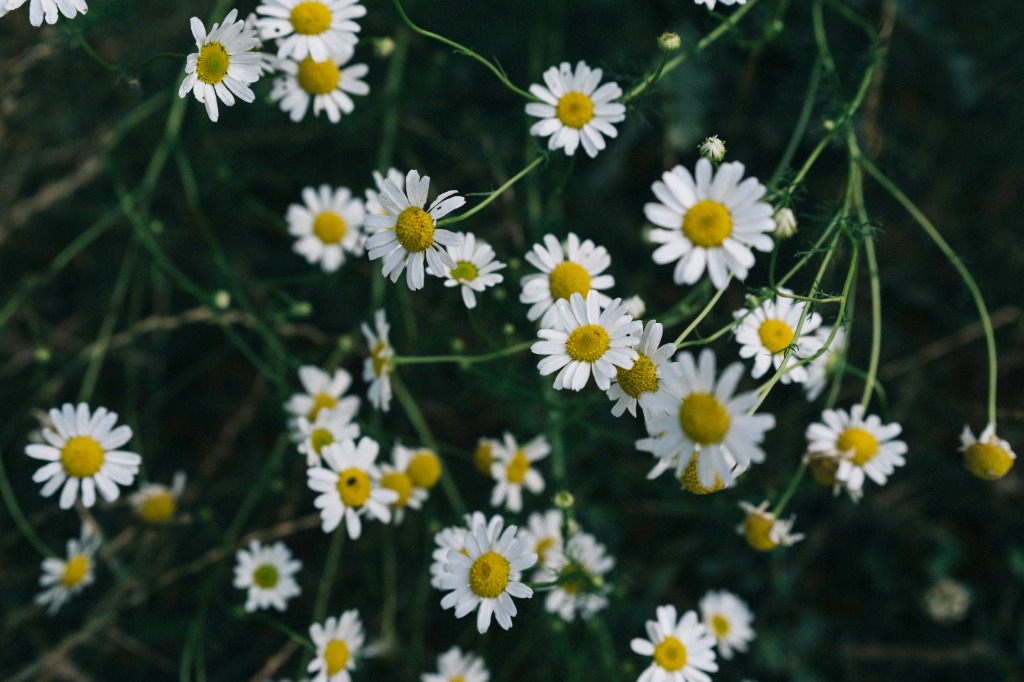 photo activite RYCKEMBUSCH Hélène