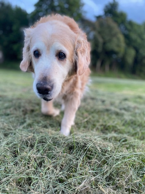 photo seance Norine Roudaire