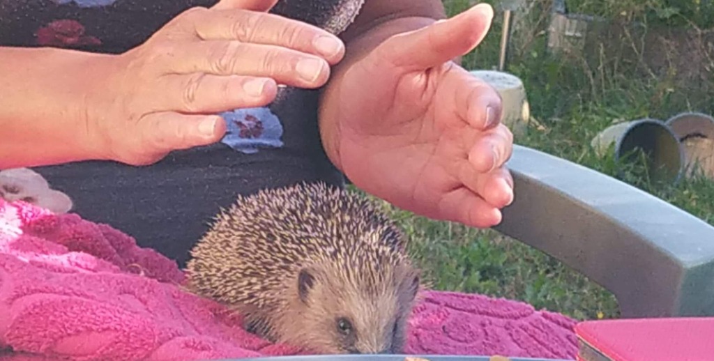 photo activite Anima’Lis Reiki