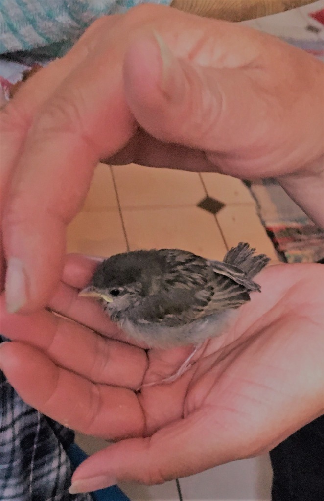 photo seance Anima’Lis Reiki