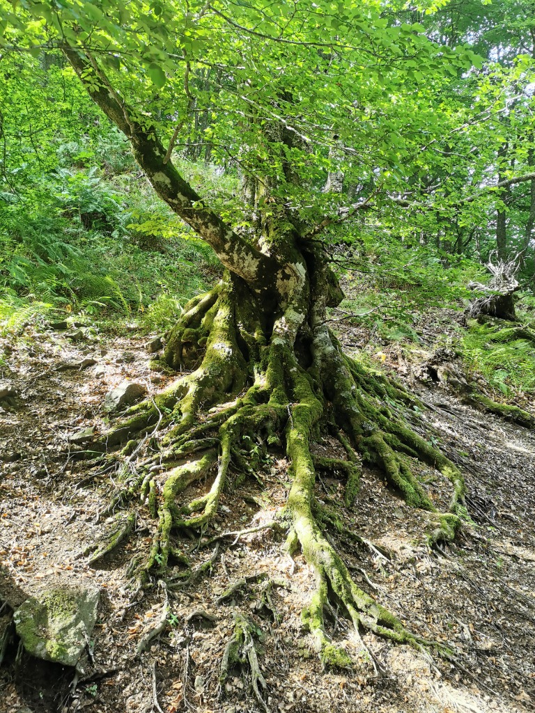 photo activite FELICIEN Gilles